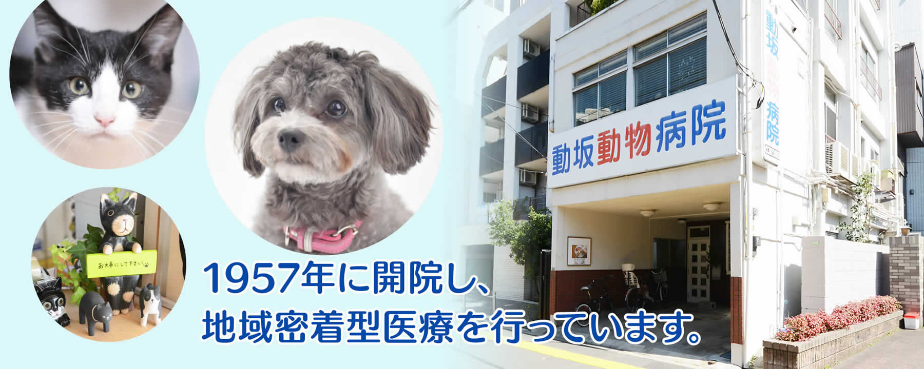 文京区千駄木の動坂動物病院は犬・猫を診療しています