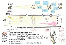 シニア期のネコちゃんに多い疾患